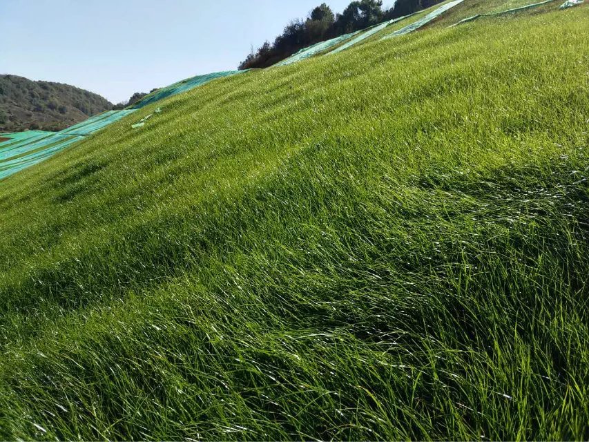 绿化植被混凝土